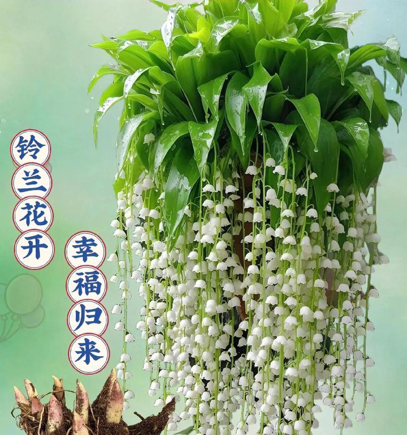不同季节花开的花语是什么？