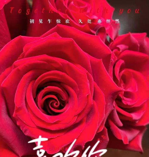 情人节一棵玫瑰花的寓意是什么？