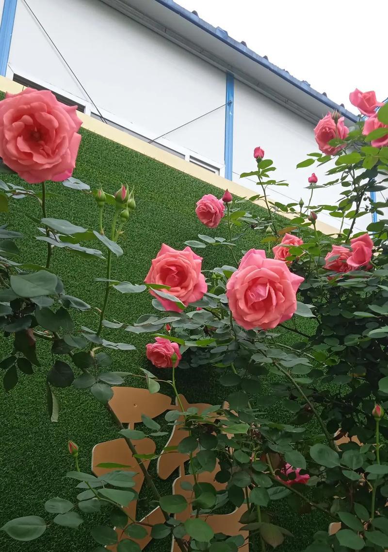 花朝戏的背景是什么？研究它有何意义？