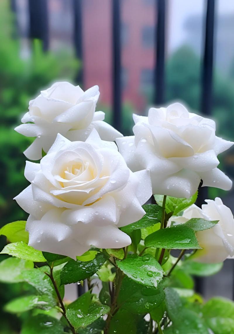 白色花搭配白玫瑰的寓意是什么？白玫瑰花语有哪些？