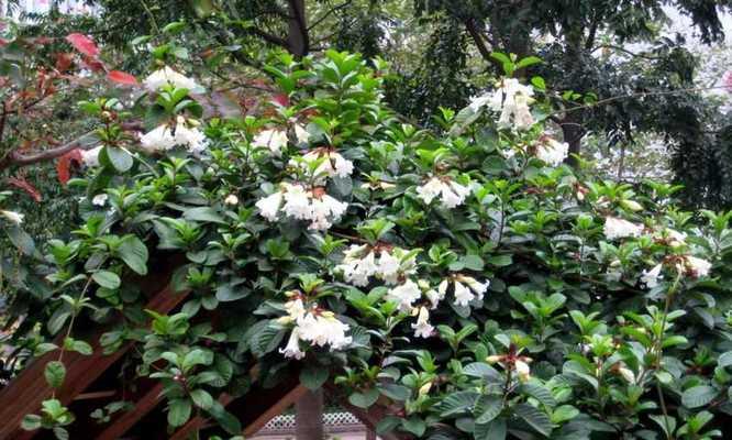 清明节应该选择哪种花？清明节花卉的寓意是什么？