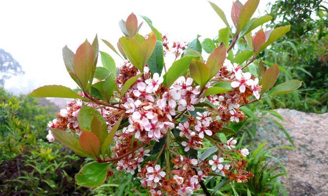 清明节应该选择哪种花？清明节花卉的寓意是什么？