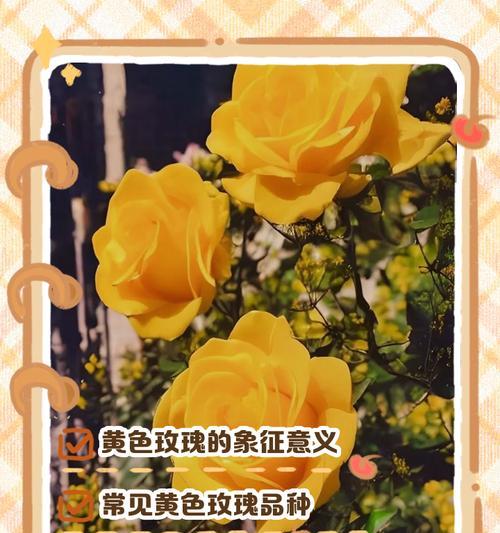 玫瑰花颜色的意义是什么？不同颜色玫瑰代表什么？