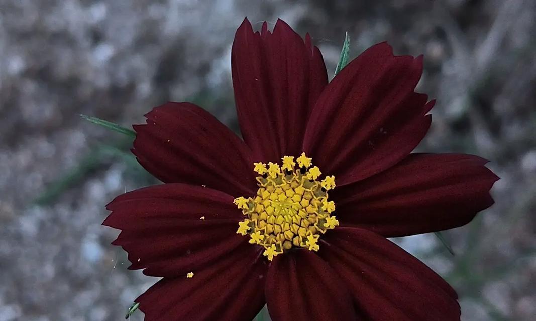 红色秋英花有何寓意？它们代表了什么？