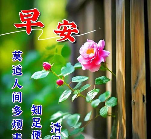 早安快乐花语大全是什么？如何挑选寓意吉祥的花朵？