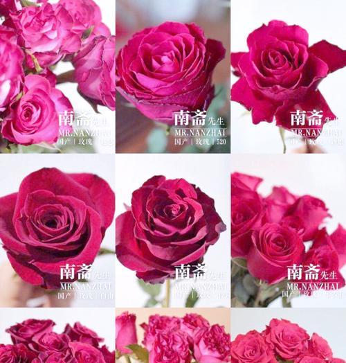 玫瑰花颜色的含义是什么？不同颜色玫瑰代表了什么？