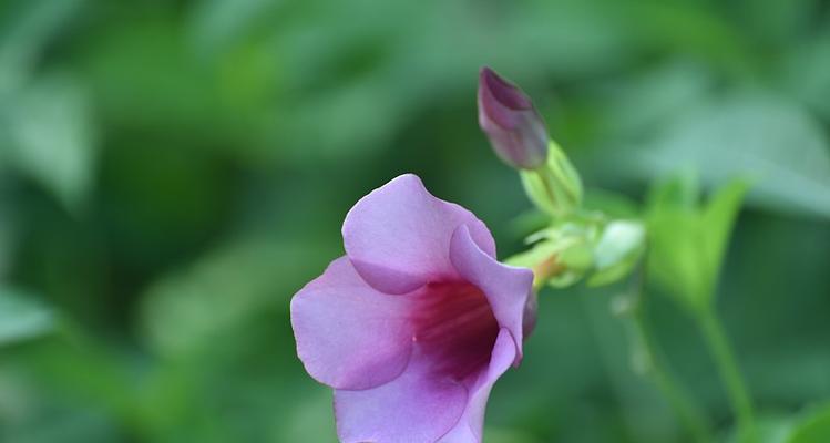 富贵紫蝉花的寓意是什么？它象征着什么？