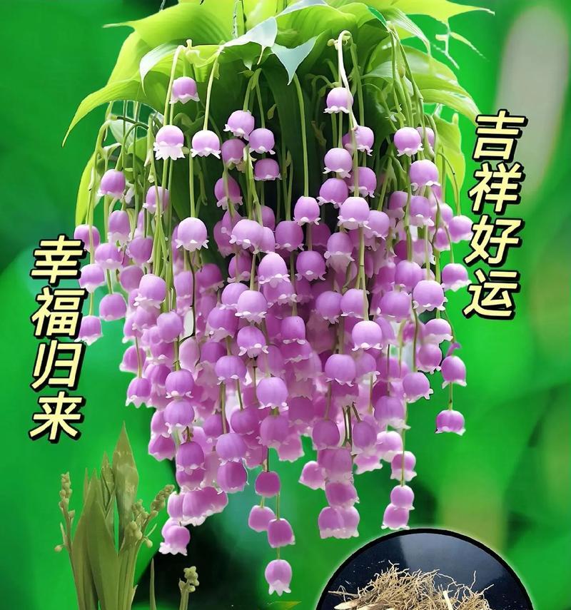 哪种花代表成功？它的含义是什么？