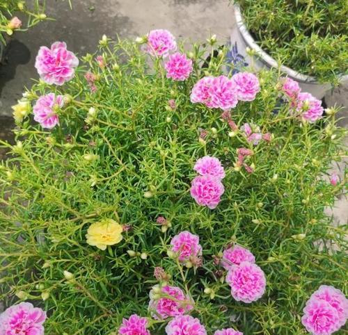 哪种花代表成功？它的含义是什么？
