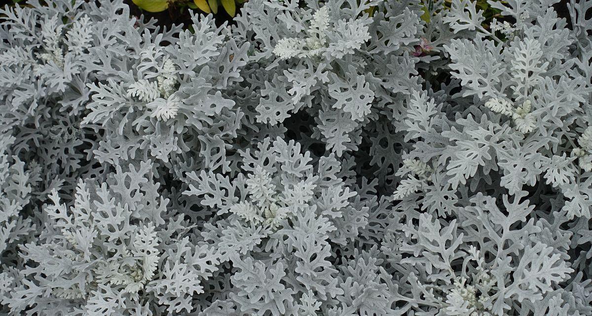灰色花代表什么含义？灰色花的象征意义是什么？