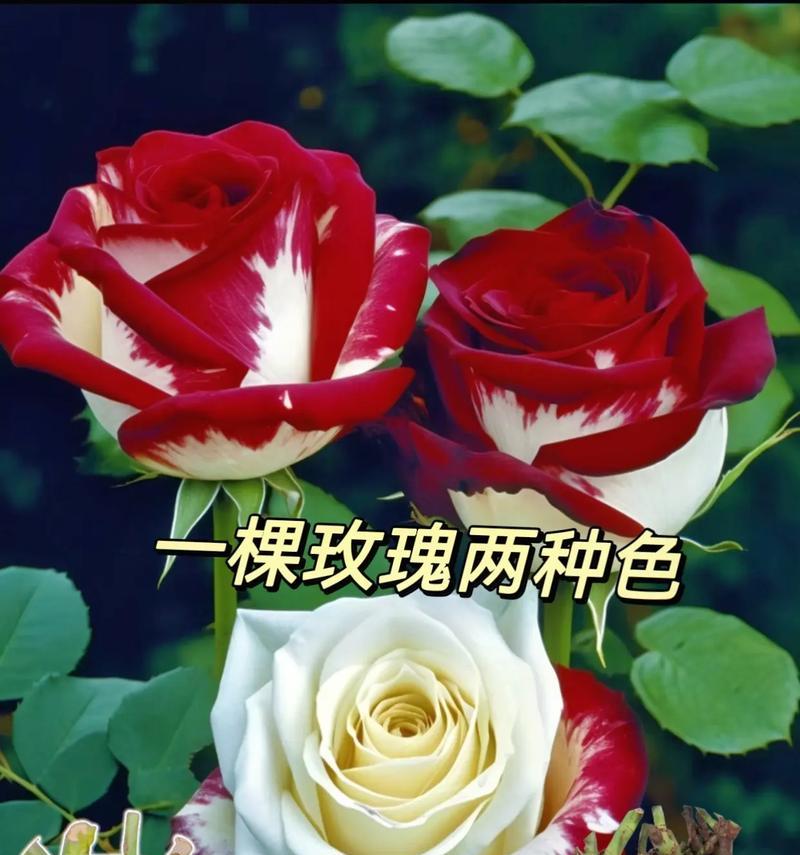 不同颜色的花对朋友有何含义？