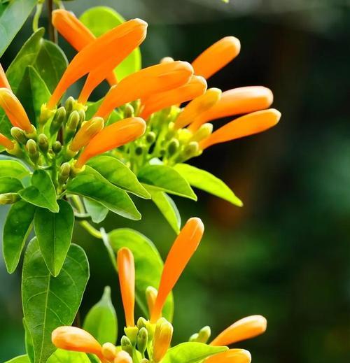 黄色炮仗花的寓意是什么？黄色炮仗花象征着什么？