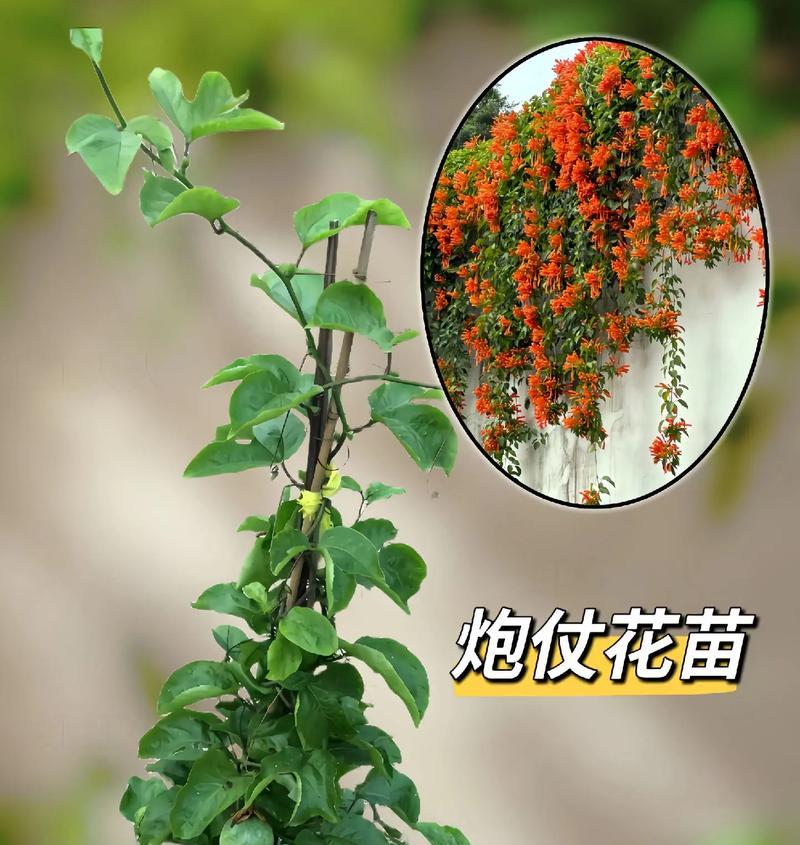 黄色炮仗花的寓意是什么？黄色炮仗花象征着什么？