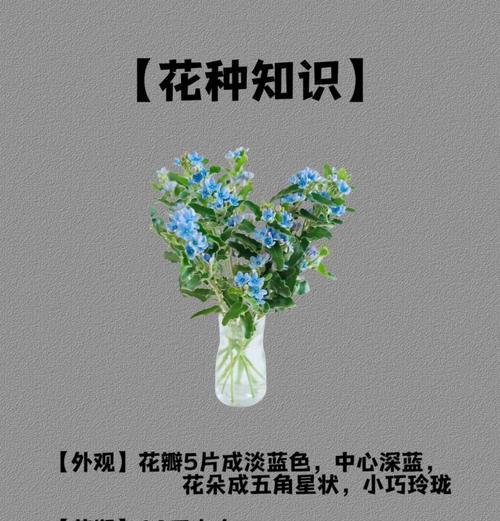 情人节送西蓝花代表什么？西蓝花在情人节的含义是什么？
