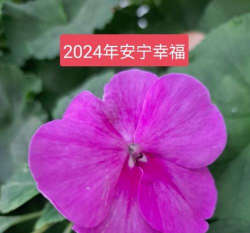 哪些花寓意幸福安宁？幸福安宁的花卉有哪些？