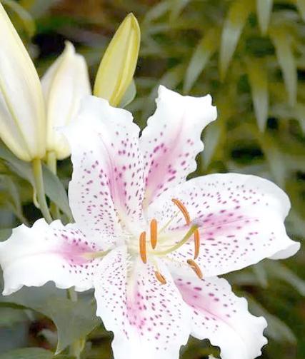 新婚时哪些花象征吉祥？