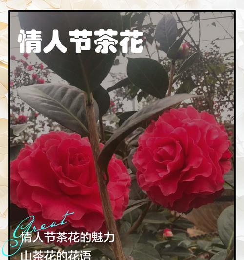 情人节自赠花语录包含哪些意义？