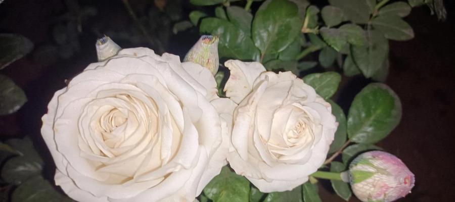 银色玫瑰花代表什么含义？