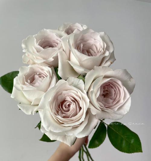 银色玫瑰花代表什么含义？