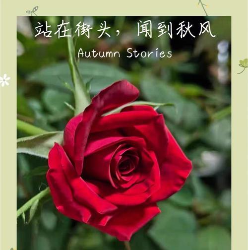 哪种花象征对爱情无感？对爱情无感的花语是什么？