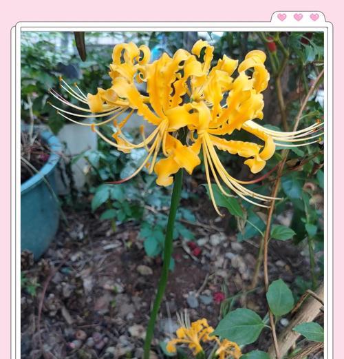 哪种花象征对爱情无感？对爱情无感的花语是什么？