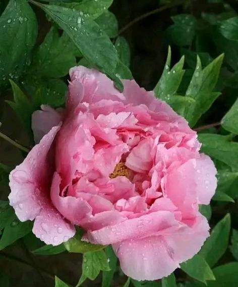 哪种花寓意花开富贵？送人寓意富贵的花是什么？