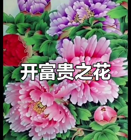 哪种花寓意花开富贵？送人寓意富贵的花是什么？
