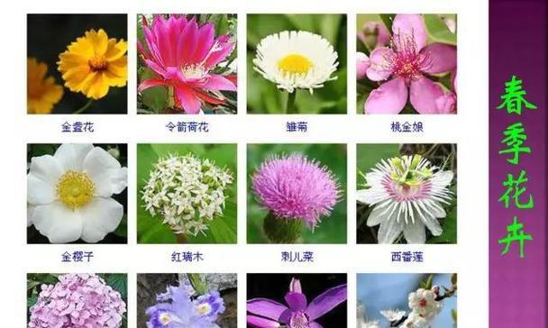 四季花卉各自代表了什么寓意？