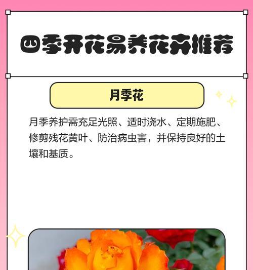 四季花卉各自代表了什么寓意？