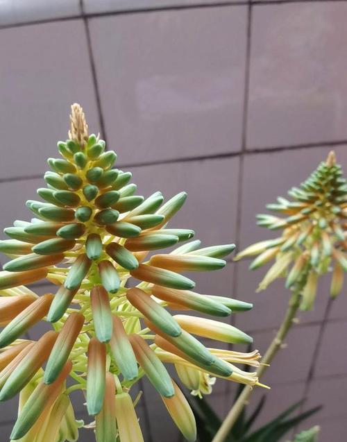 蓝色花象征什么？为何蓝色花会与黑化联系在一起？