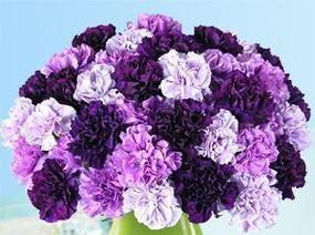 紫色花语06是什么？紫色花卉在不同文化中的含义？