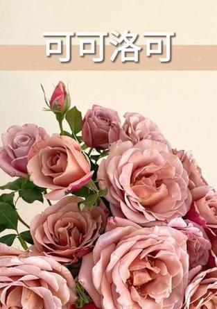 咖啡色的花代表什么？咖啡色花朵的寓意有哪些？