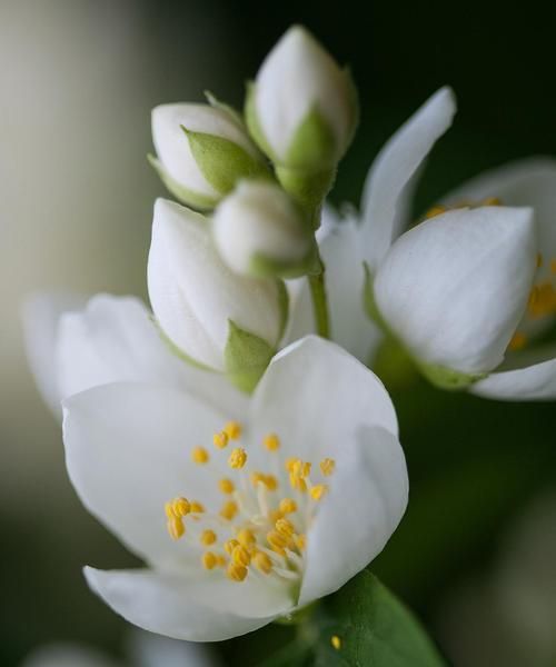 茉莉花节的意义是什么？如何庆祝茉莉花节？