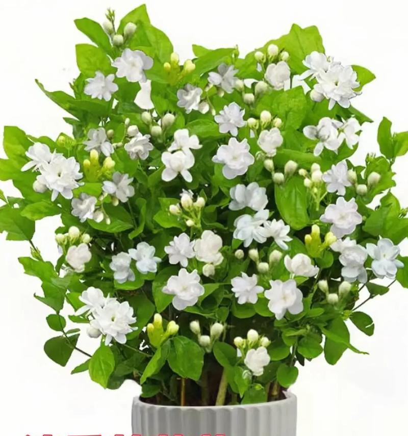 茉莉花节的意义是什么？如何庆祝茉莉花节？
