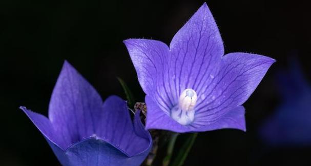 蓝色桔梗花象征什么？它的花语有哪些？