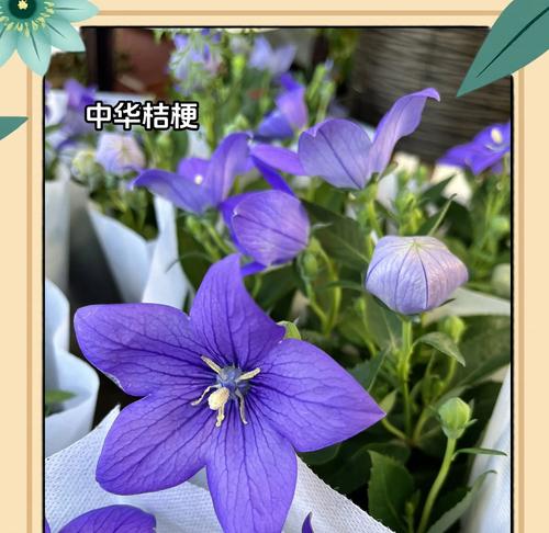 蓝色桔梗花象征什么？它的花语有哪些？