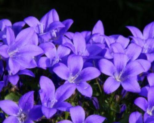 蓝色桔梗花象征什么？它的花语有哪些？