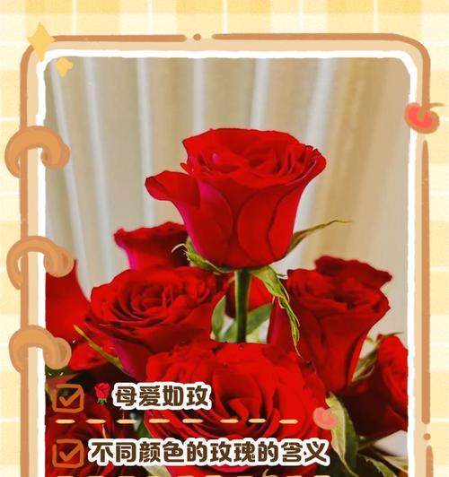 多种色系玫瑰花的寓意有哪些？