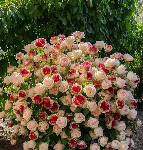 玫瑰花真的是幸福的象征吗？