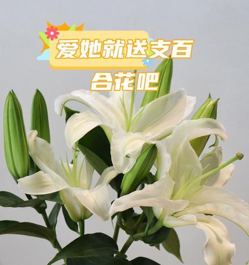 哪种花寓意吉祥？它的花语和象征意义是什么？