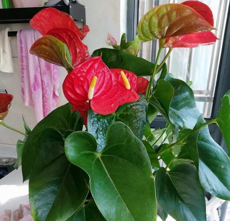 哪种花寓意吉祥？它的花语和象征意义是什么？