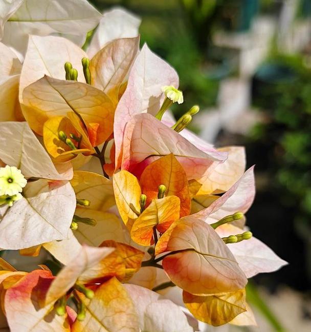 反季节花卉的寓意是什么？
