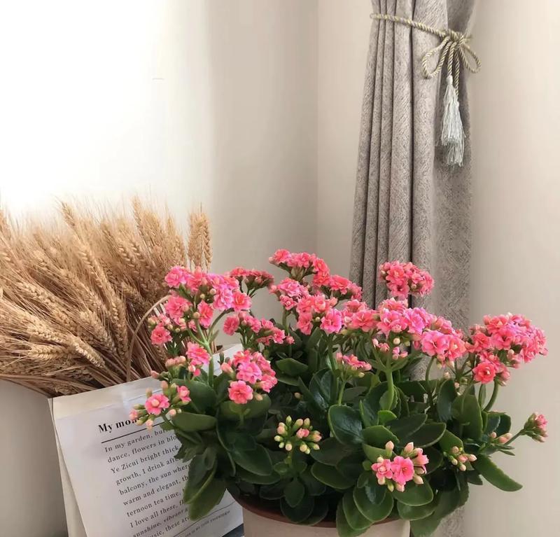 哪种花象征健康幸福？如何选择寓意好的花？