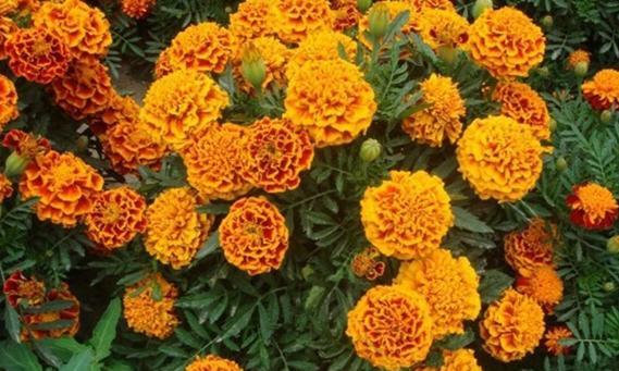 哪种草花象征平安？平安寓意的草花有哪些？