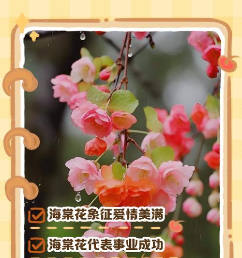 哪种花象征着两人的爱情语言？它的寓意是什么？