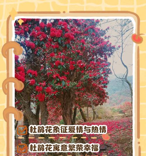 哪种花象征着两人的爱情语言？它的寓意是什么？
