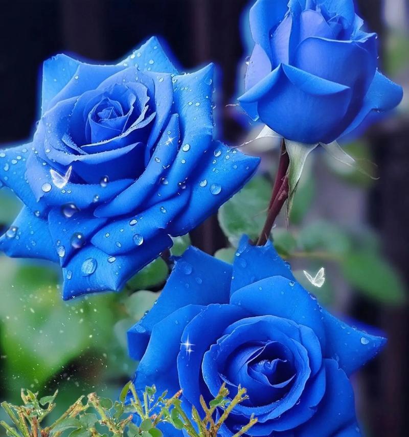 蓝色的玫瑰花寓意着什么？