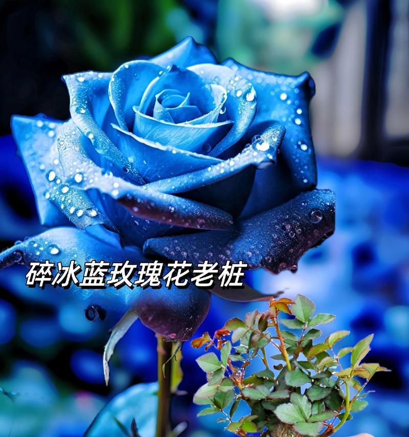 蓝色的玫瑰花寓意着什么？