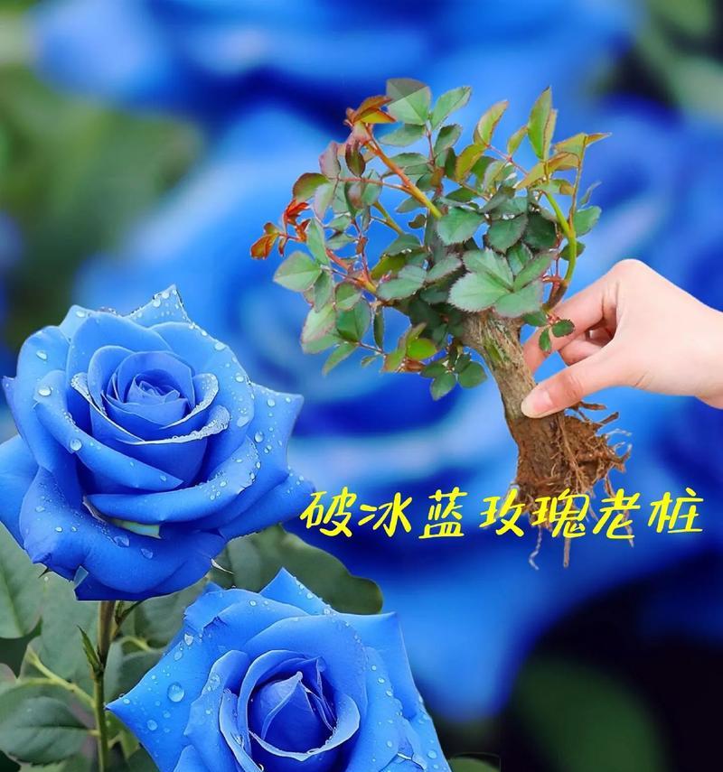 蓝色的玫瑰花寓意着什么？