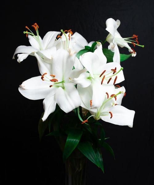 道歉花搭配什么颜色？道歉花的寓意是什么？
